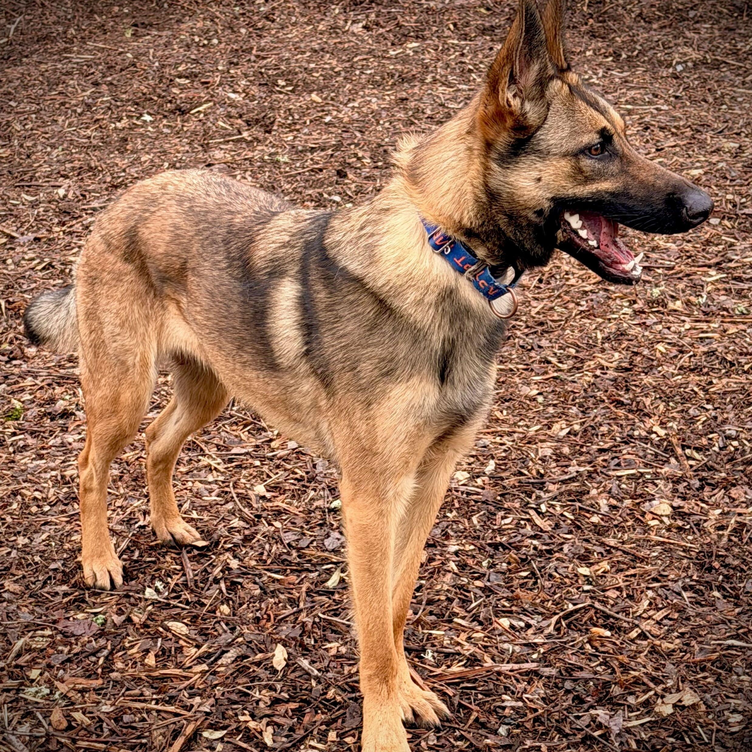 Mallory, ADOPTABLE, Young Female Belgian Shepherd / Malinois.