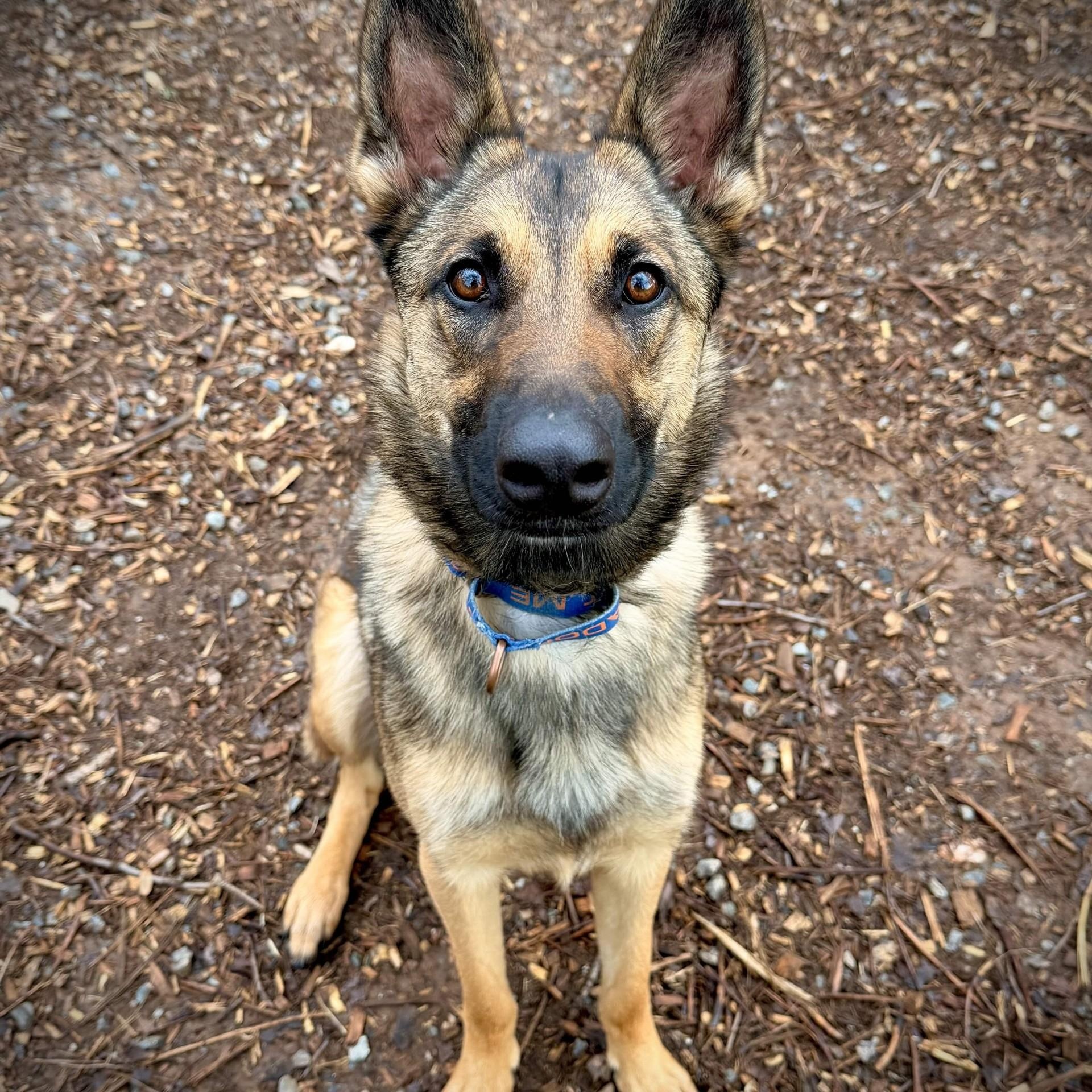 Enlarge Mallory, a ADOPTABLE Belgian Shepherd / Malinois in San Andreas, CA image 2/4
