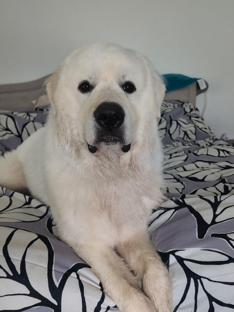 Karma, Adoptable, Adult Male Great Pyrenees.