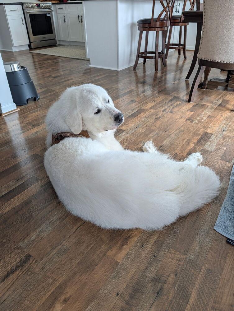Enlarge Karma, a Adoptable Great Pyrenees in Oakland, MI image 2/6