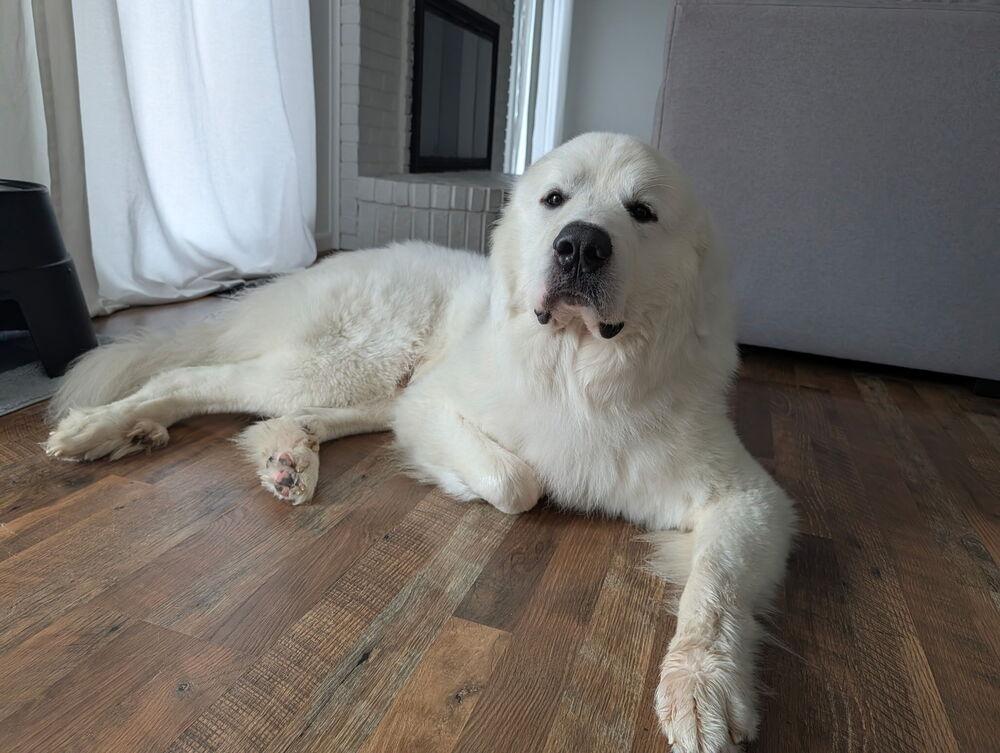 Enlarge Karma, a Adoptable Great Pyrenees in Oakland, MI image 3/6