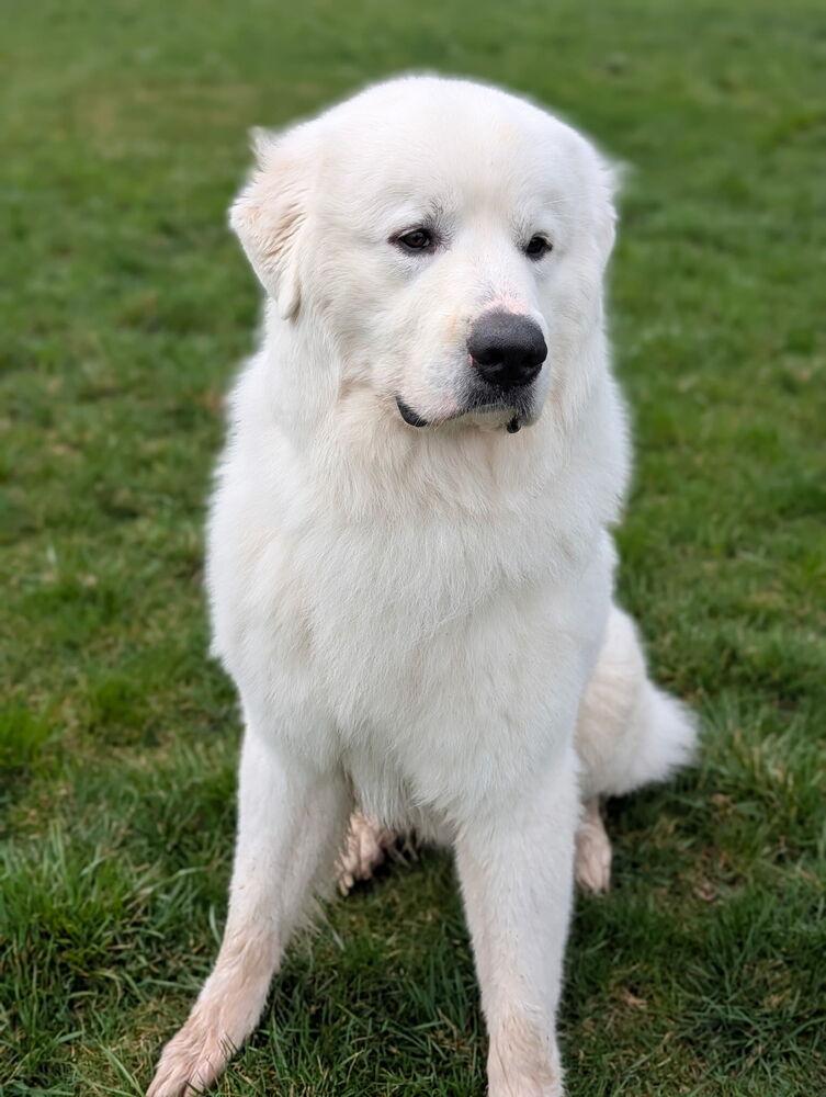 Enlarge Karma, a Adoptable Great Pyrenees in Oakland, MI image 4/6