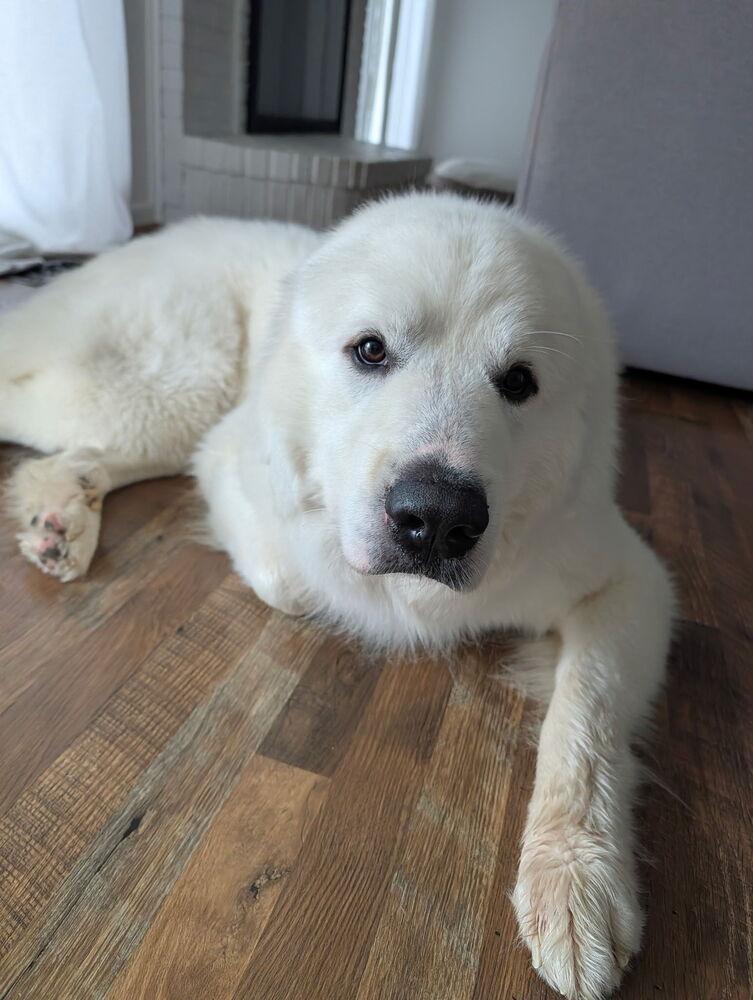 Enlarge Karma, a Adoptable Great Pyrenees in Oakland, MI image 6/6