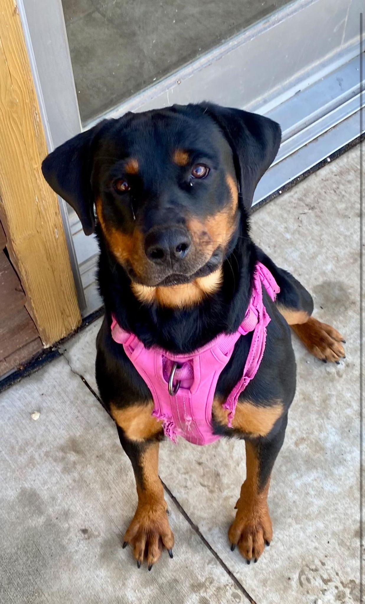 Dog for adoption OLIVECOURTESY LISTING, a Rottweiler in Decorah, IA