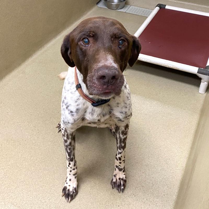 Enlarge Jack Straw, a Adopted German Shorthaired Pointer in Monroe, GA image 2/4