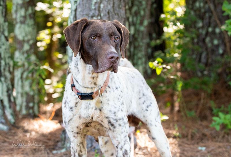Enlarge Jack Straw, a Adopted German Shorthaired Pointer in Monroe, GA image 1/4