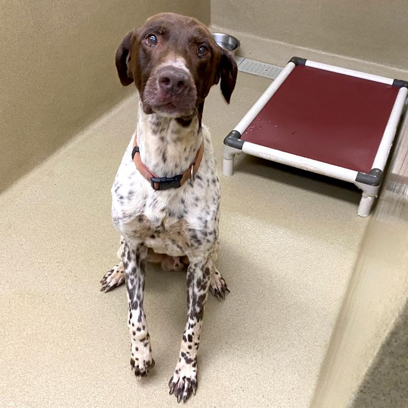 Enlarge Jack Straw, a Adopted German Shorthaired Pointer in Monroe, GA image 3/4