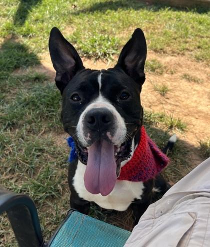 Cracker Jack $25 Fostered, Adoptable, Young Male Pit Bull Terrier & Mixed Breed.
