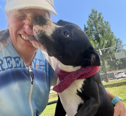 Cracker Jack $25 Fostered, a Adoptable mixed breed in Seneca, SC image 2/3