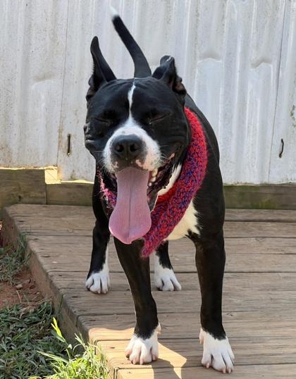 Cracker Jack $25 Fostered, a Adoptable mixed breed in Seneca, SC image 3/3