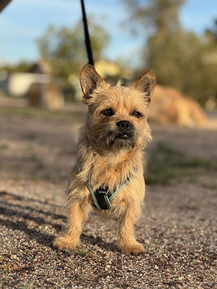 Enlarge Ketchup, a Adoptable Cairn Terrier in Tucson, AZ image 1/4
