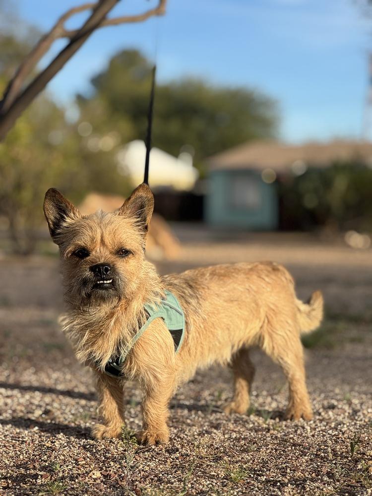 Enlarge Ketchup, a Adoptable Cairn Terrier in Tucson, AZ image 2/4
