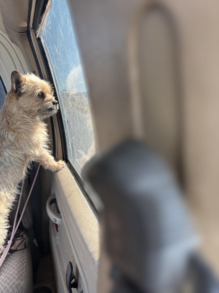 Enlarge Ketchup, a Adoptable Cairn Terrier in Tucson, AZ image 3/4