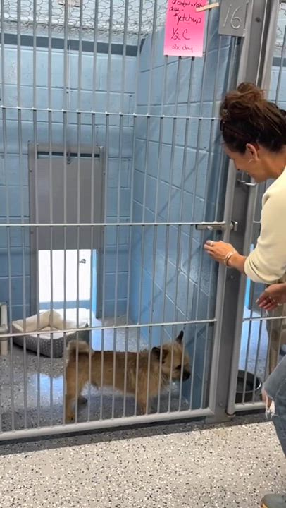 Enlarge Ketchup, a Adoptable Cairn Terrier in Tucson, AZ video 4/4