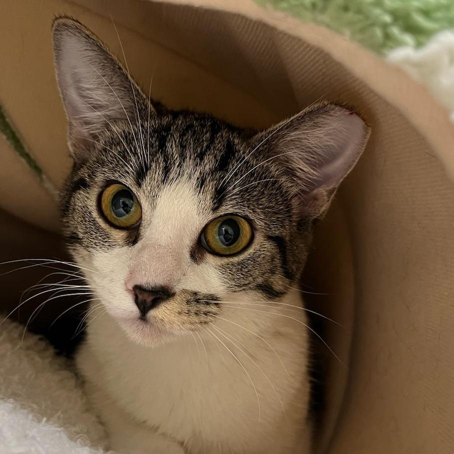 Thumbellina, Adoptable, Young Female Domestic Short Hair.