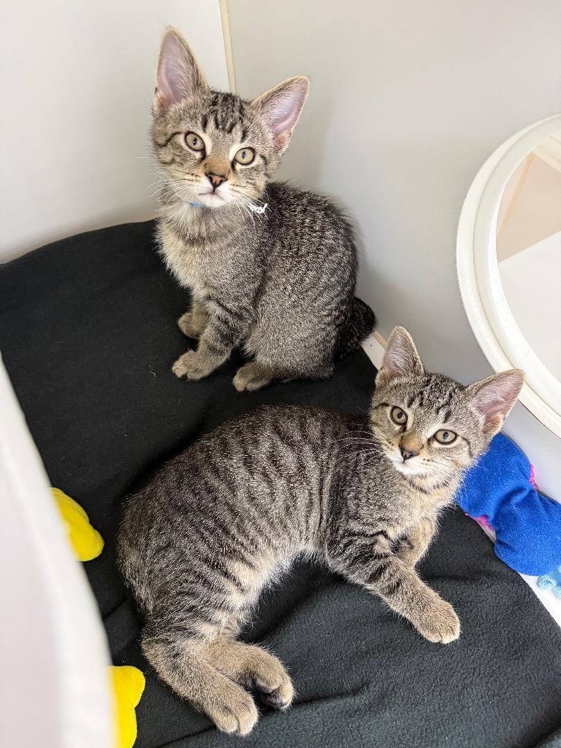 Rudy , ADOPTABLE, Kitten Male Domestic Short Hair.