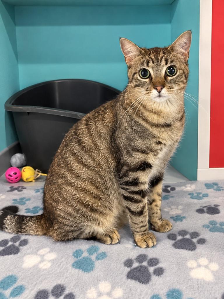 Salem, Adoptable, Adult Male Domestic Short Hair.