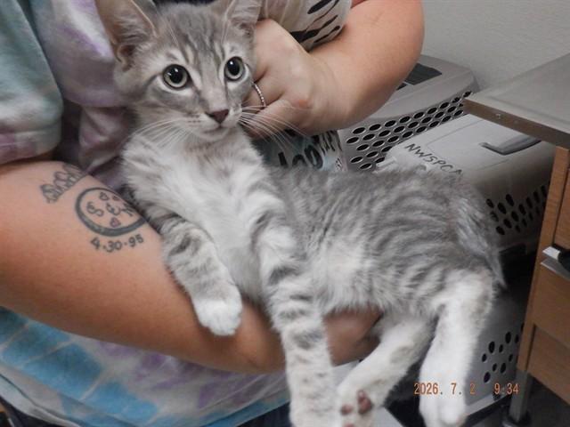 LENNON, Adoptable, Kitten Male Domestic Short Hair & Domestic Short Hair.