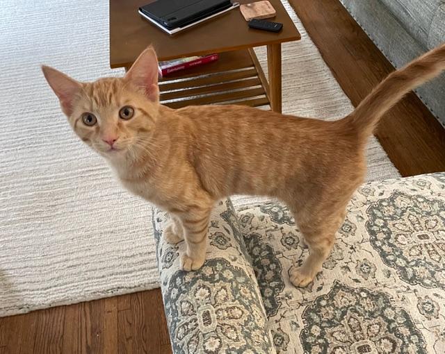 George, Adoptable, Kitten Male Domestic Short Hair.