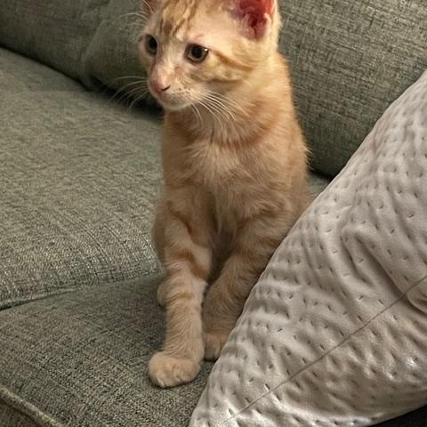 Enlarge George, an adopted Domestic Short Hair in Johnston, RI image 6/6