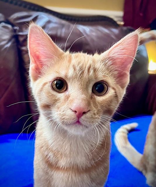 Enlarge George, an adopted Domestic Short Hair in Johnston, RI image 2/6