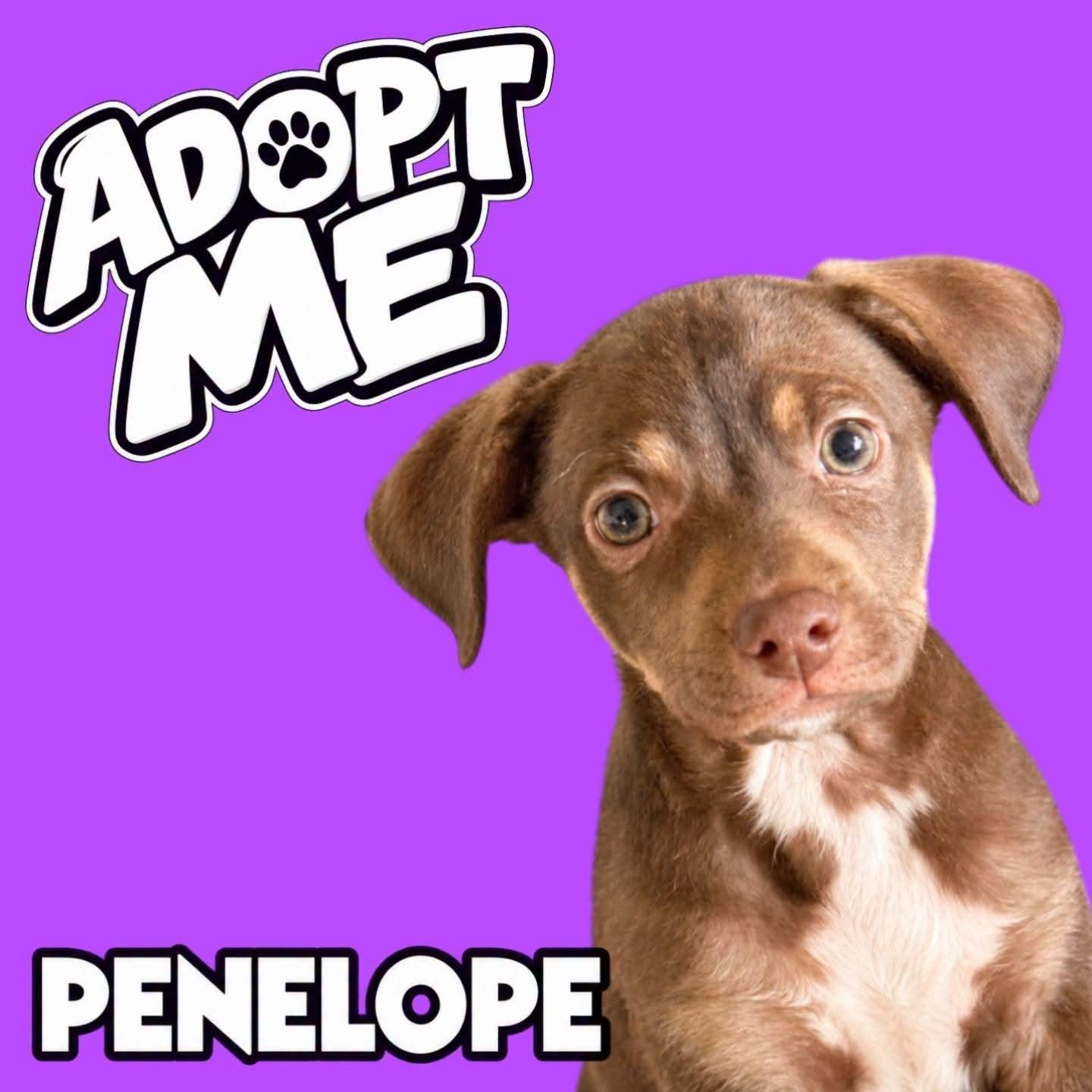 Enlarge Penelope, a Adoptable mixed breed in Ferndale, MI image 1/4