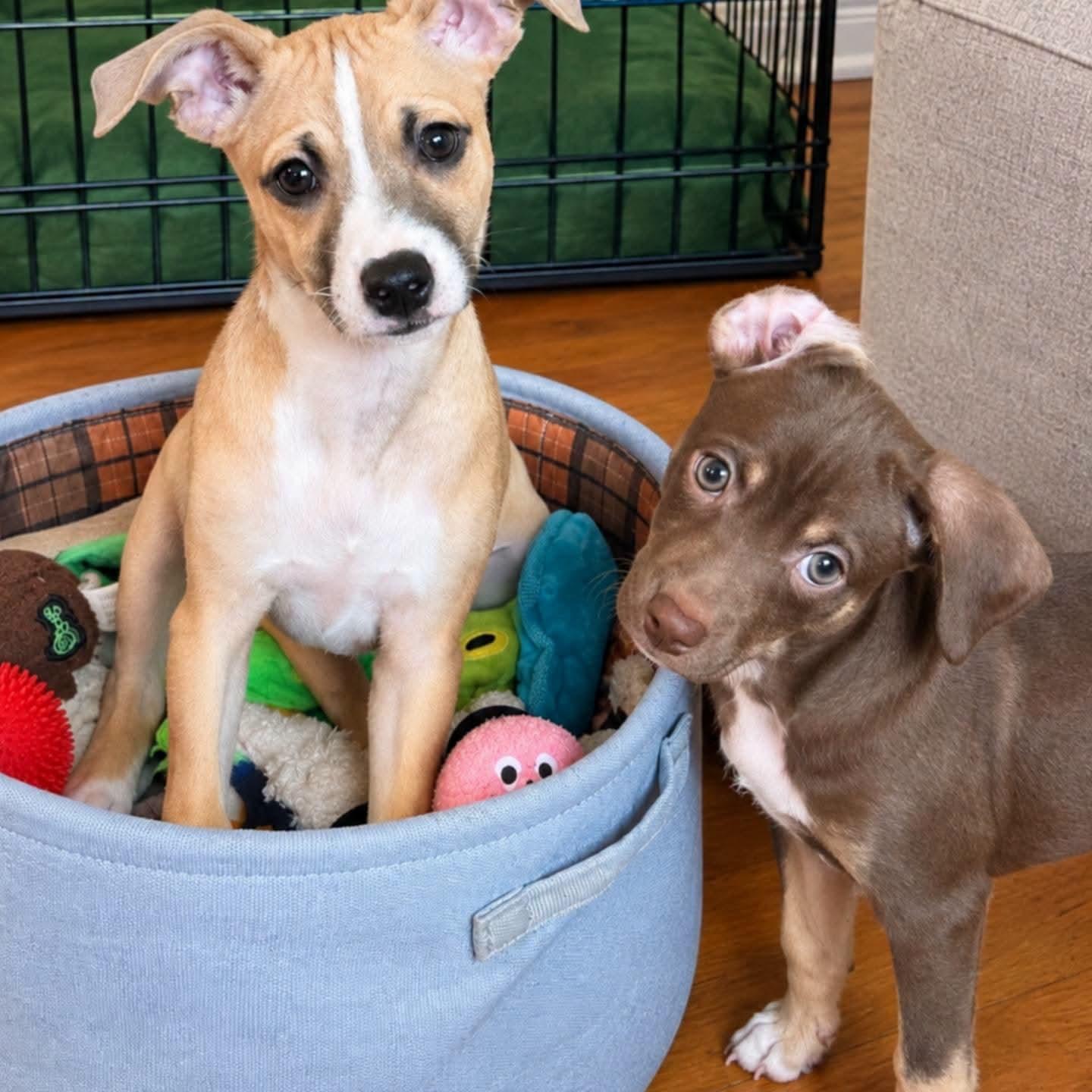 Enlarge Penelope, a Adoptable mixed breed in Ferndale, MI image 2/4
