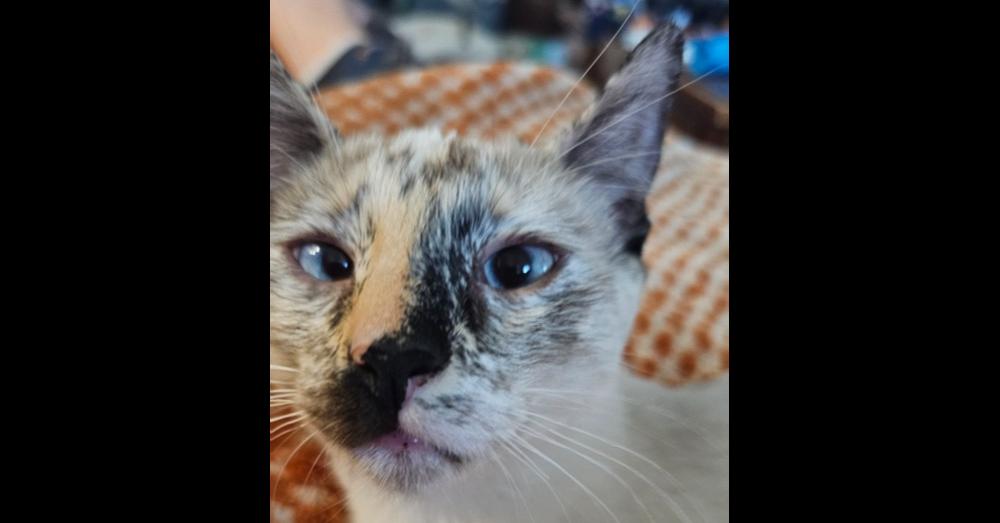 Sockz, Adoptable, Kitten Female Siamese & Domestic Short Hair.