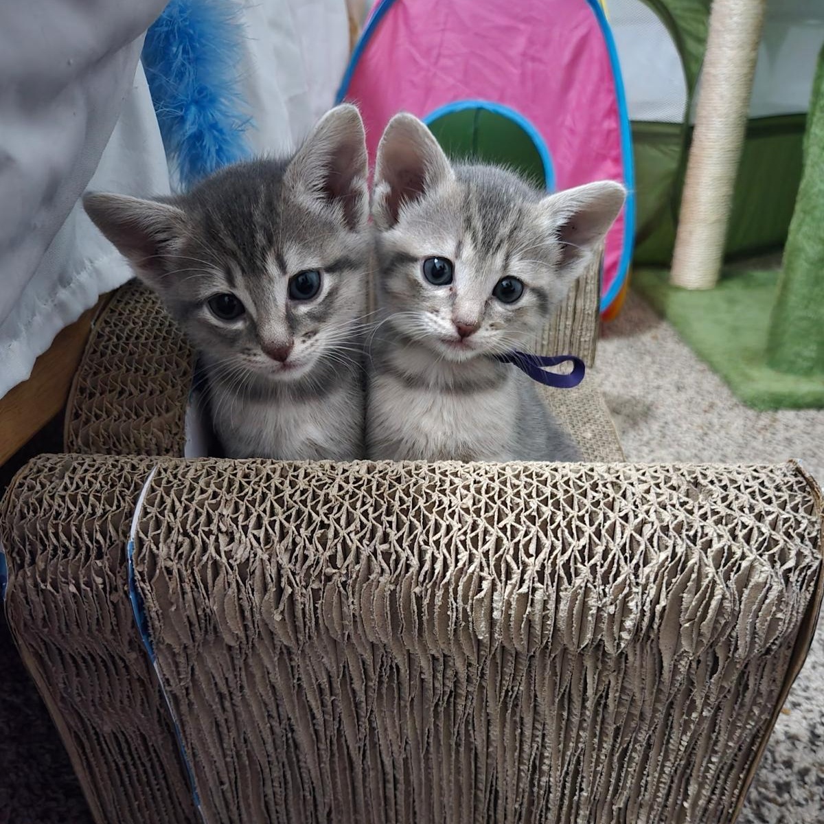 Snickers, a ADOPTABLE Domestic Short Hair in Houston, TX image 4/5