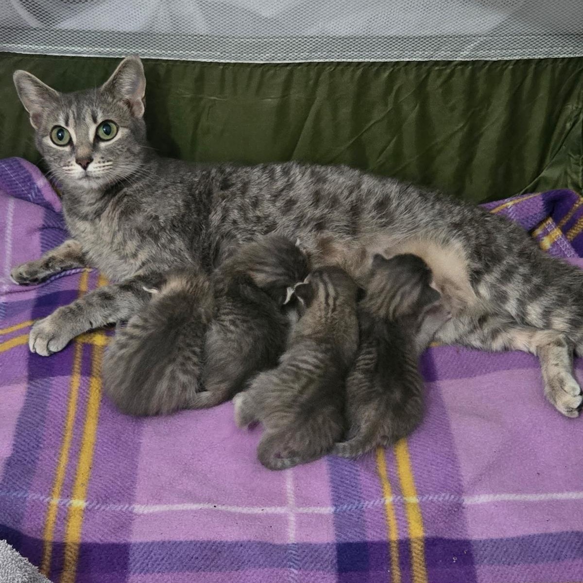 Snickers, a ADOPTABLE Domestic Short Hair in Houston, TX image 2/5