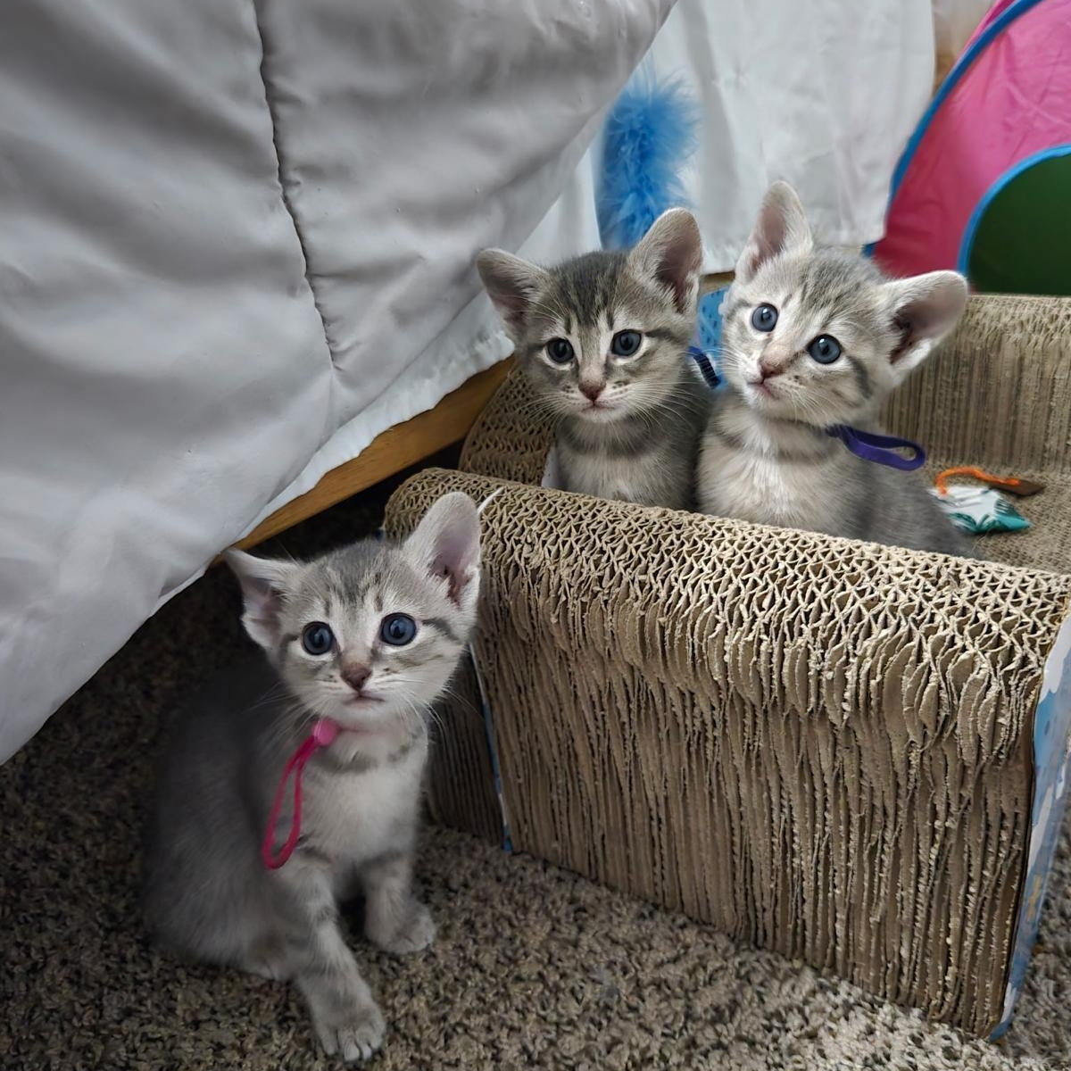 Snickers, a ADOPTABLE Domestic Short Hair in Houston, TX image 5/5