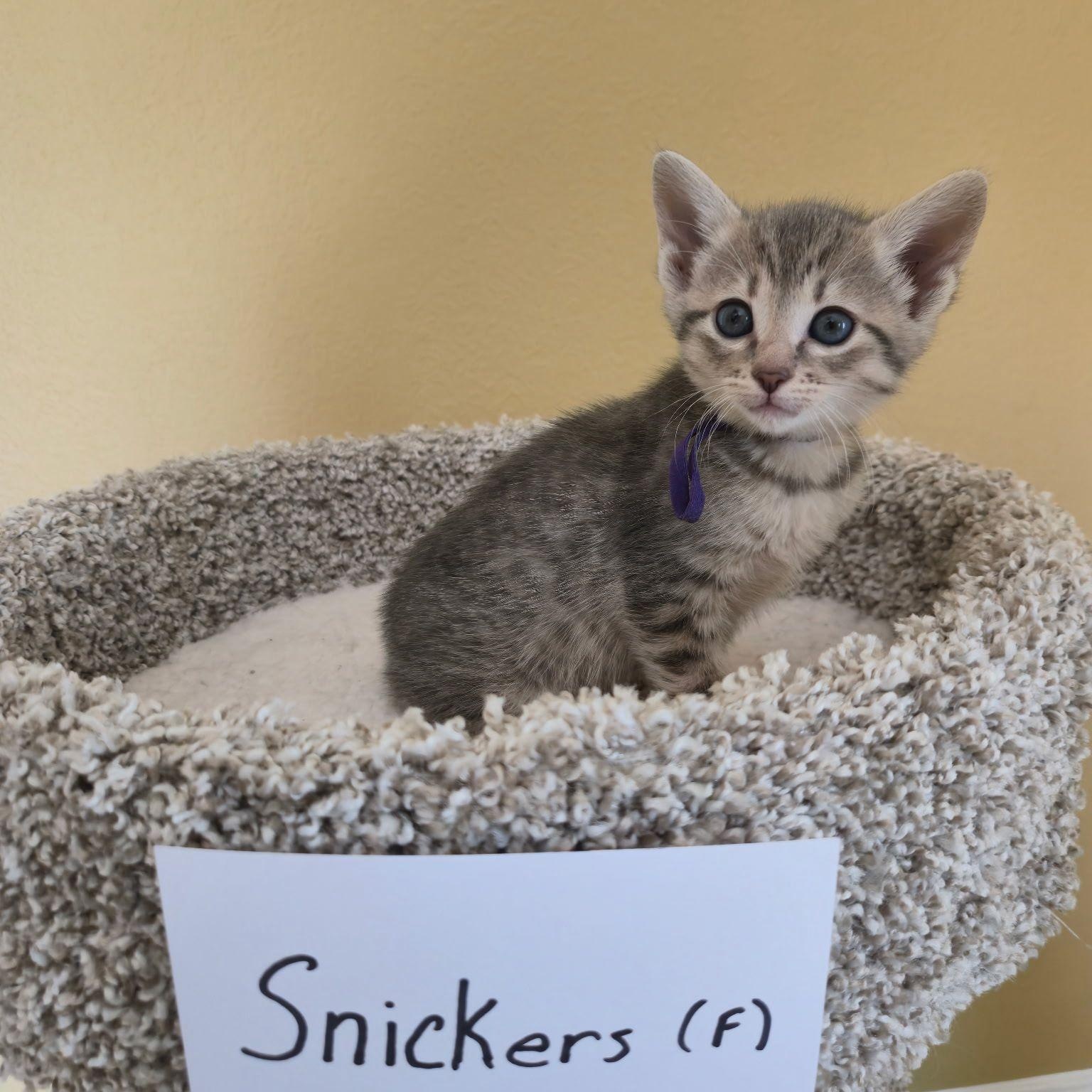 Snickers, a ADOPTABLE Domestic Short Hair in Houston, TX image 1/5