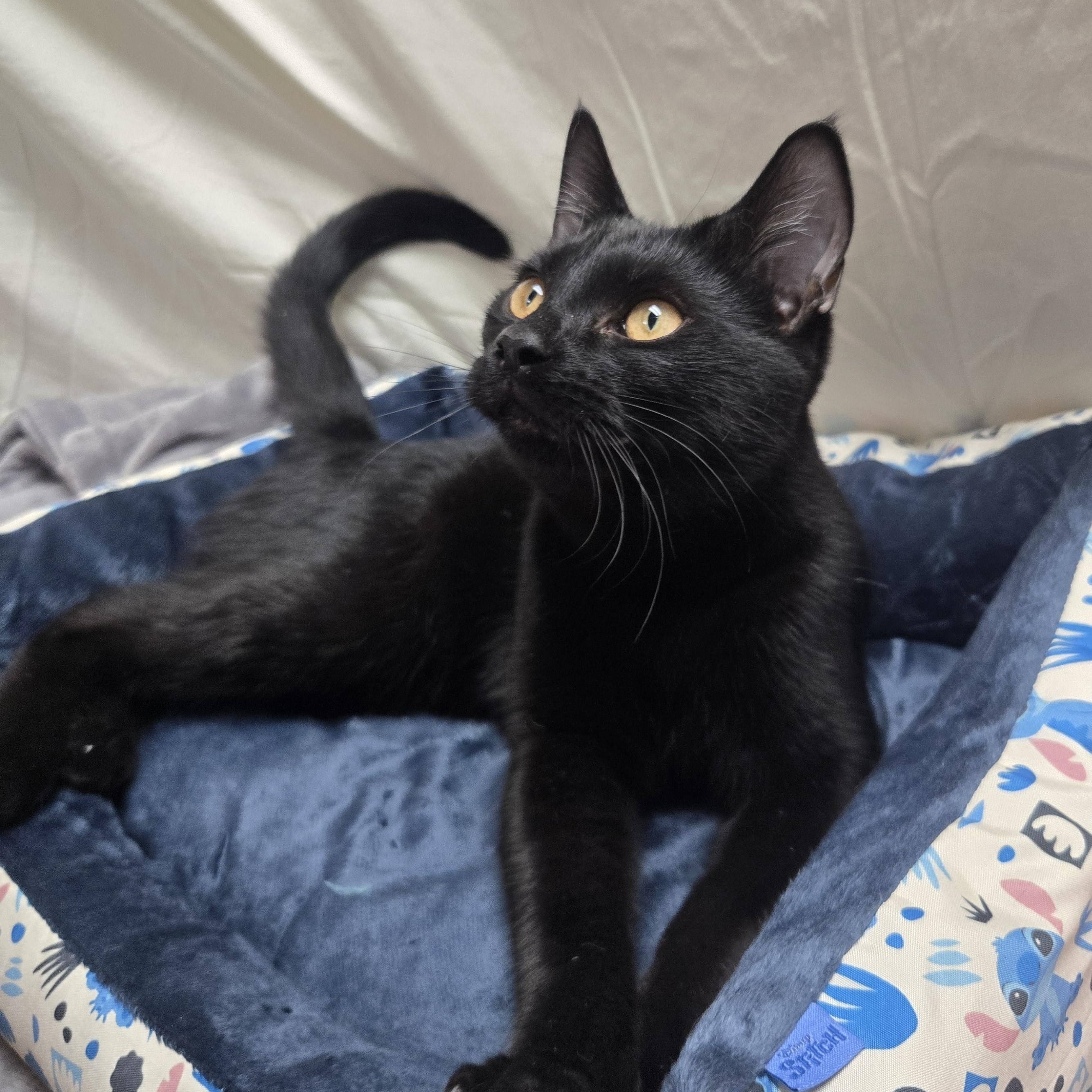 Bam, adopted, Kitten Male Domestic Short Hair.