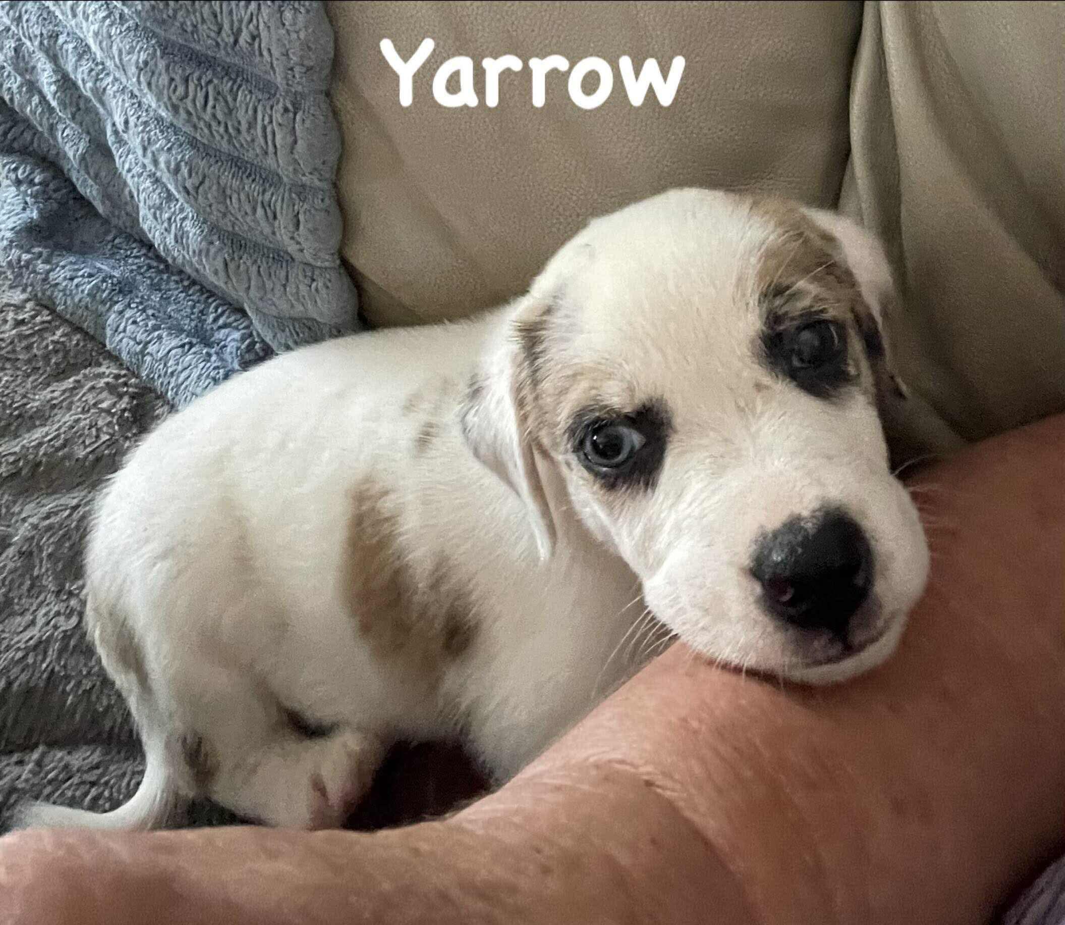 Yarrow, Adopted, Puppy Male Australian Cattle Dog / Blue Heeler.
