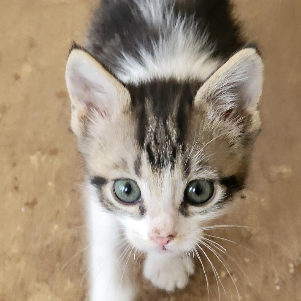 Cameron, Adoptable, Kitten Male Domestic Short Hair.