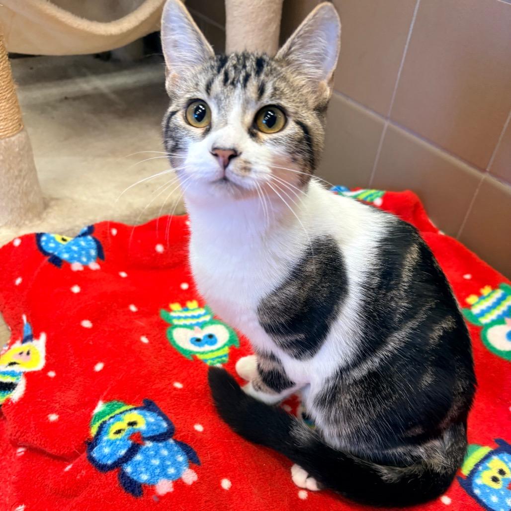 Enlarge Cameron, a Adoptable Domestic Short Hair in Wickenburg, AZ image 2/3