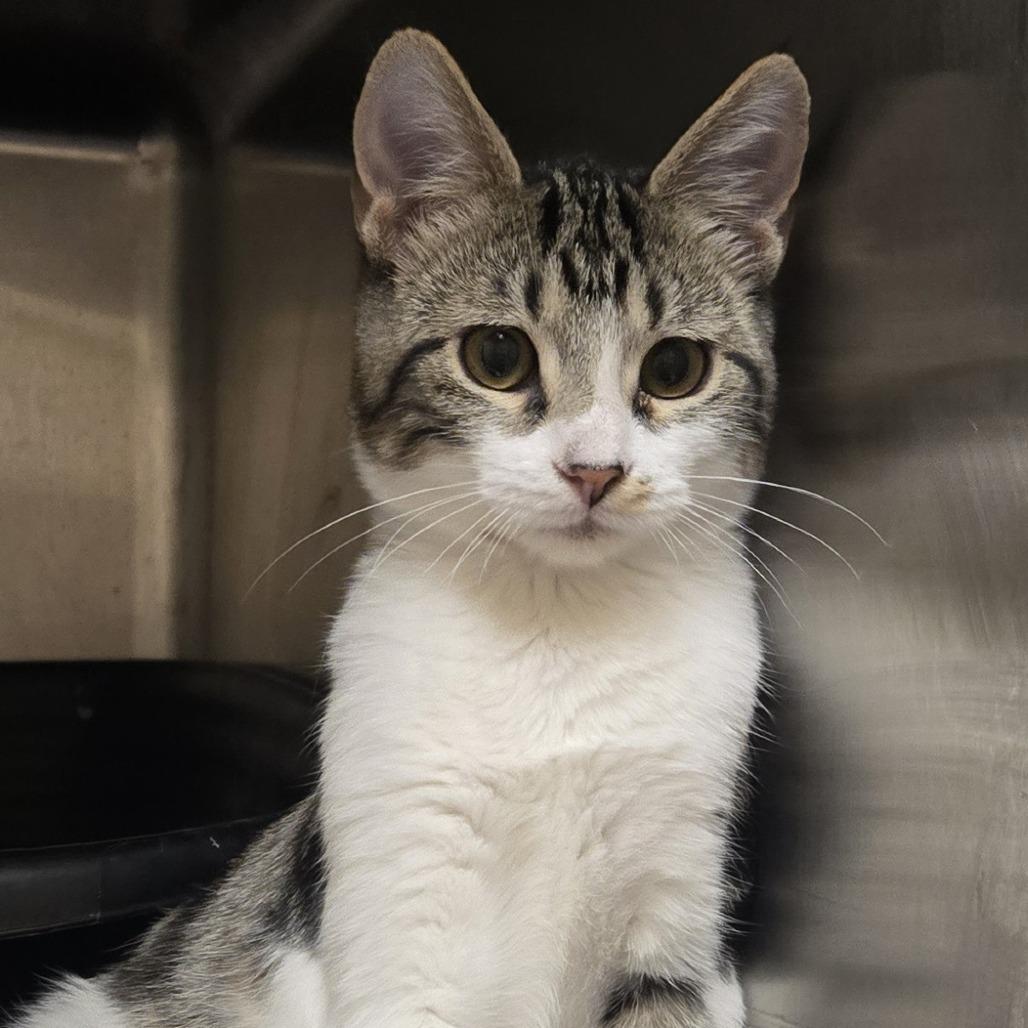 Enlarge Cameron, a Adoptable Domestic Short Hair in Wickenburg, AZ image 3/3