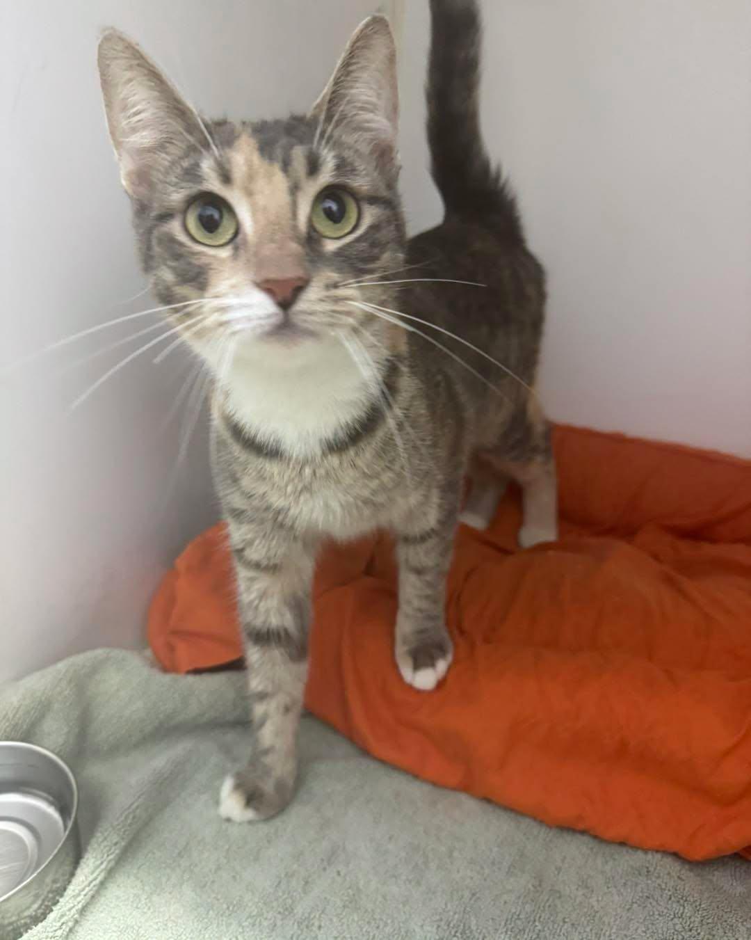 Enlarge Dolly, an adopted Dilute Calico in Bloomfield, NJ image 1/2