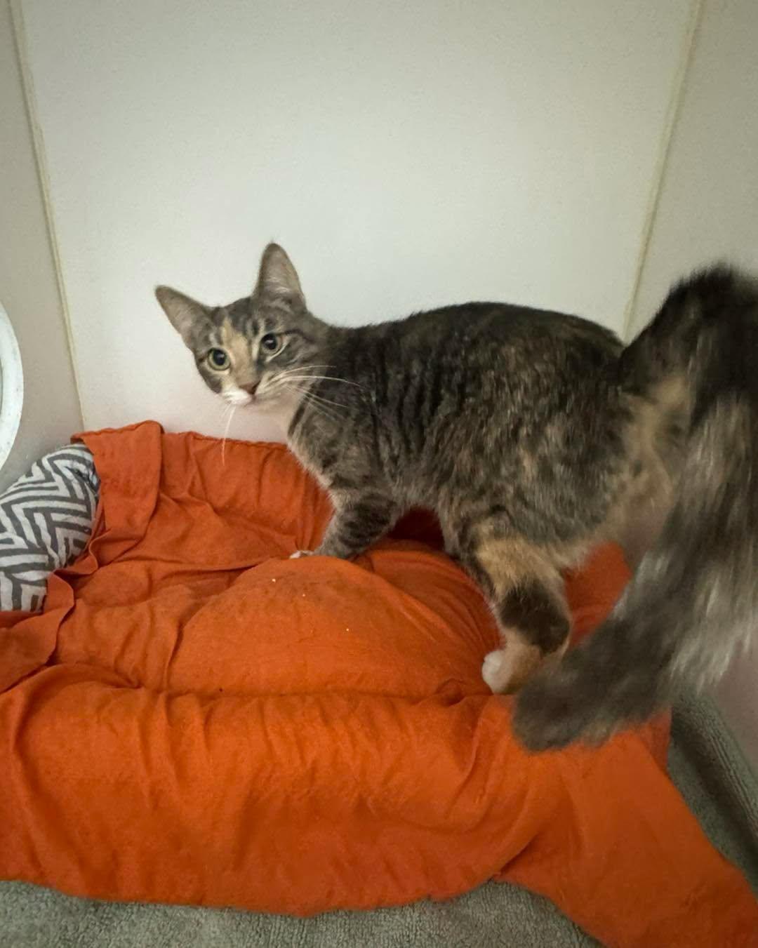 Enlarge Dolly, an adopted Dilute Calico in Bloomfield, NJ image 2/2