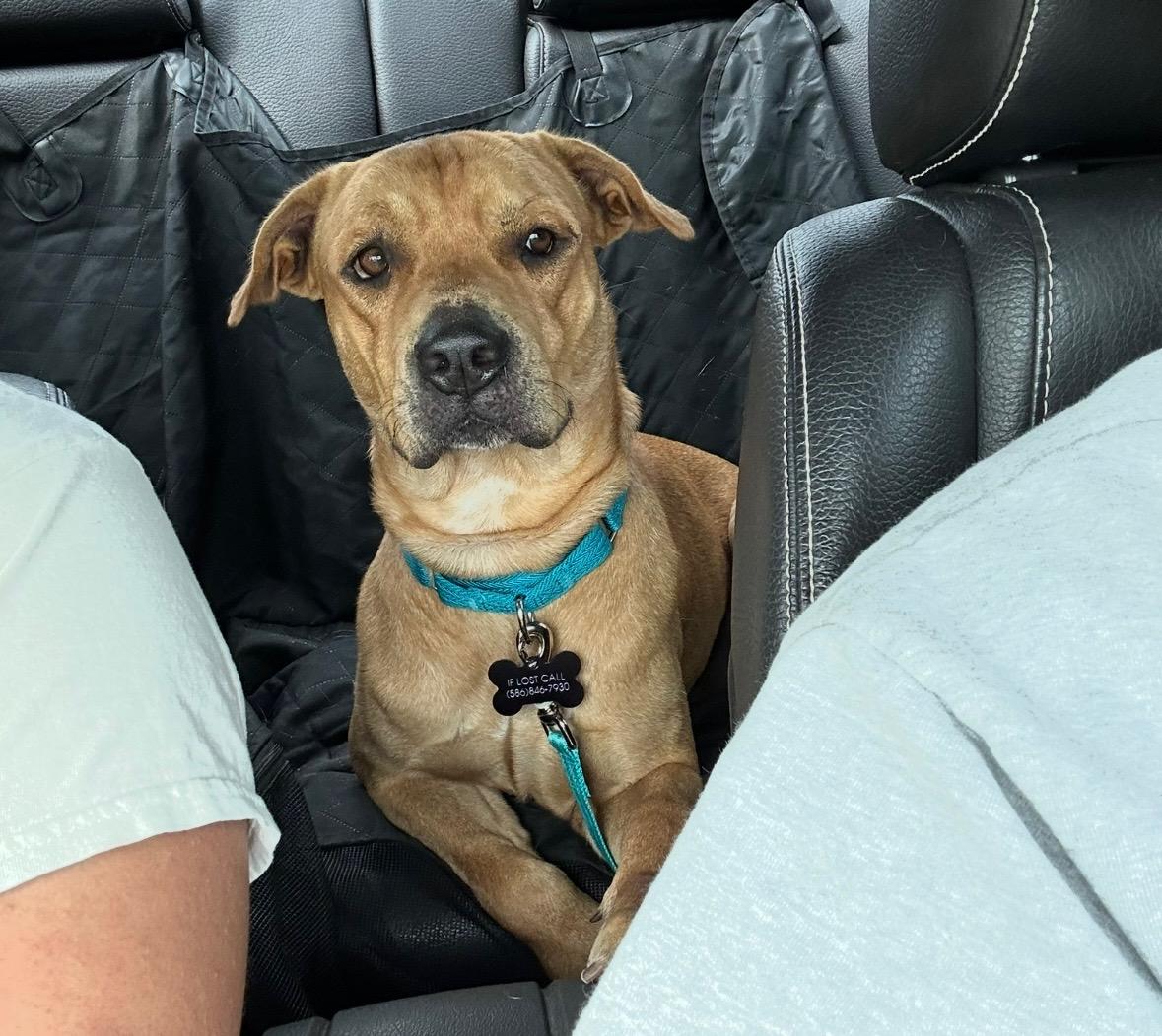 Mateo - The Smiley Guy, a Adoptable mixed breed in GREAT NECK , NY image 2/6