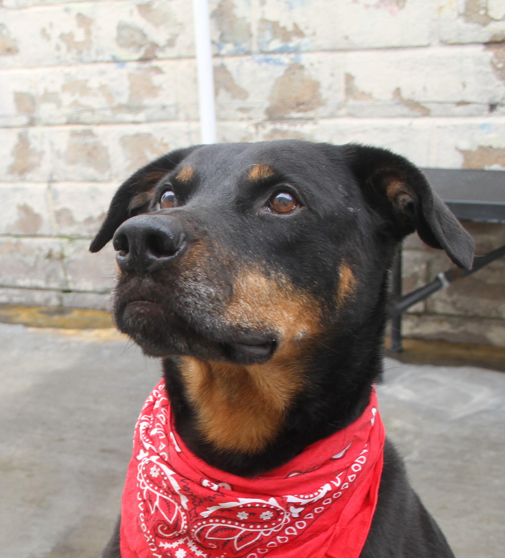 Phoenix — thumbnail 2