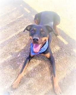 Phoenix — thumbnail 3