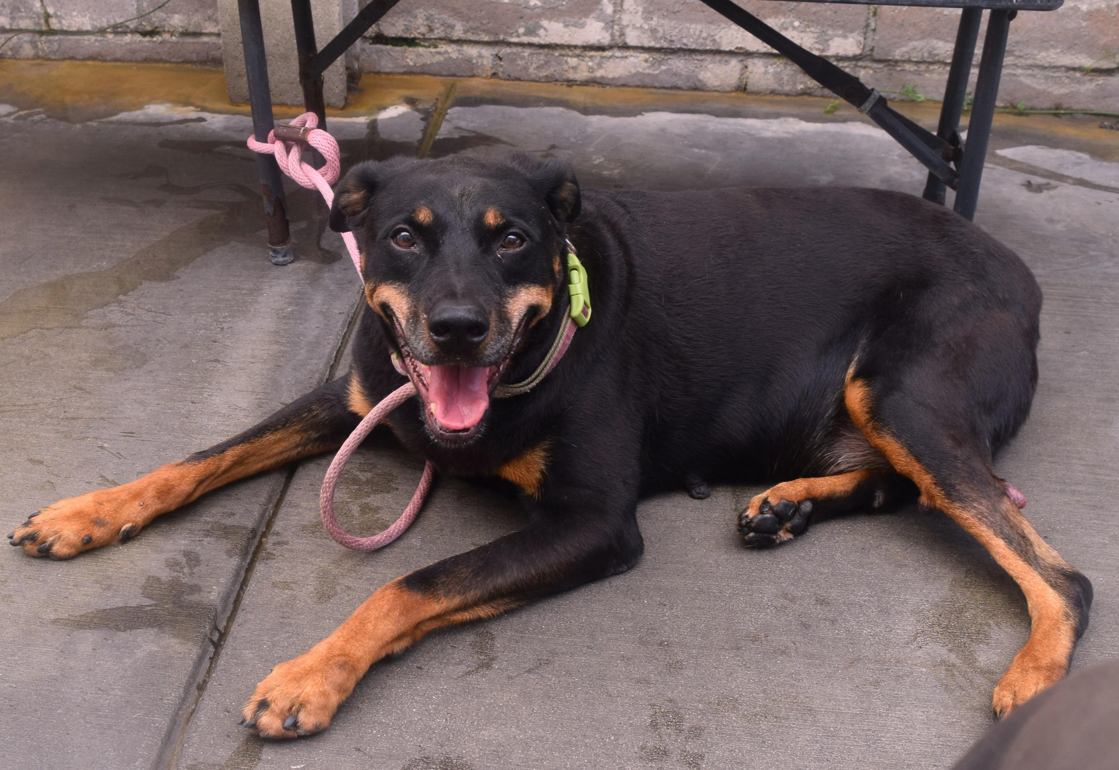 Phoenix — thumbnail 5