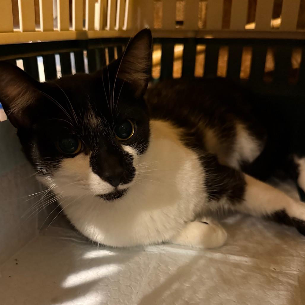 Saginaw, Adoptable, Adult Male Domestic Short Hair.