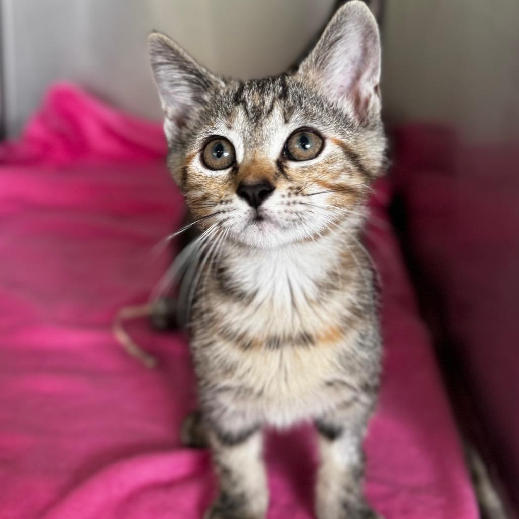 Enlarge Rosie, a Adoptable Domestic Short Hair in Arden, NC image 1/3