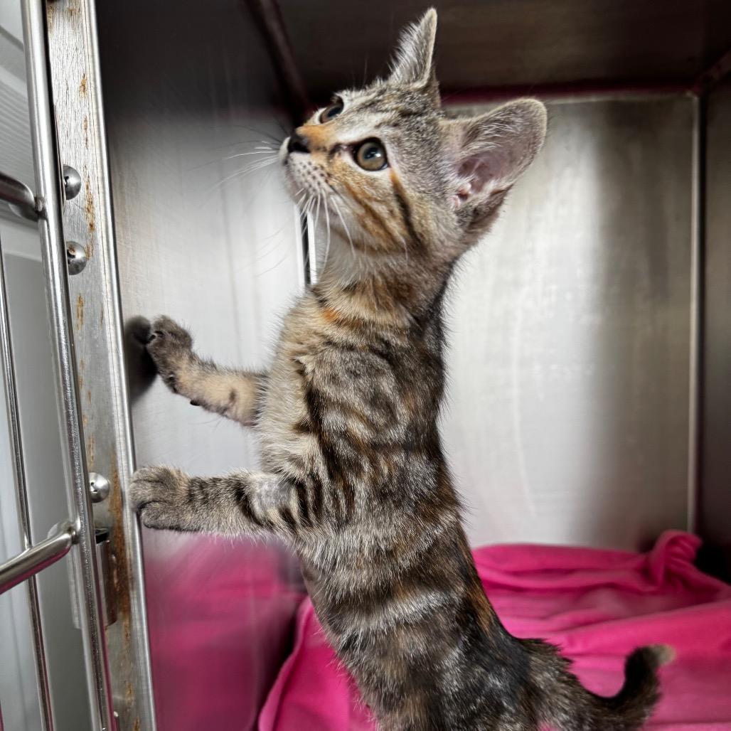 Enlarge Rosie, a Adoptable Domestic Short Hair in Arden, NC image 2/3