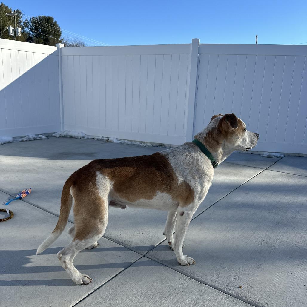 Enlarge Tony, a Adoptable Hound in Harrisonburg, VA image 1/6