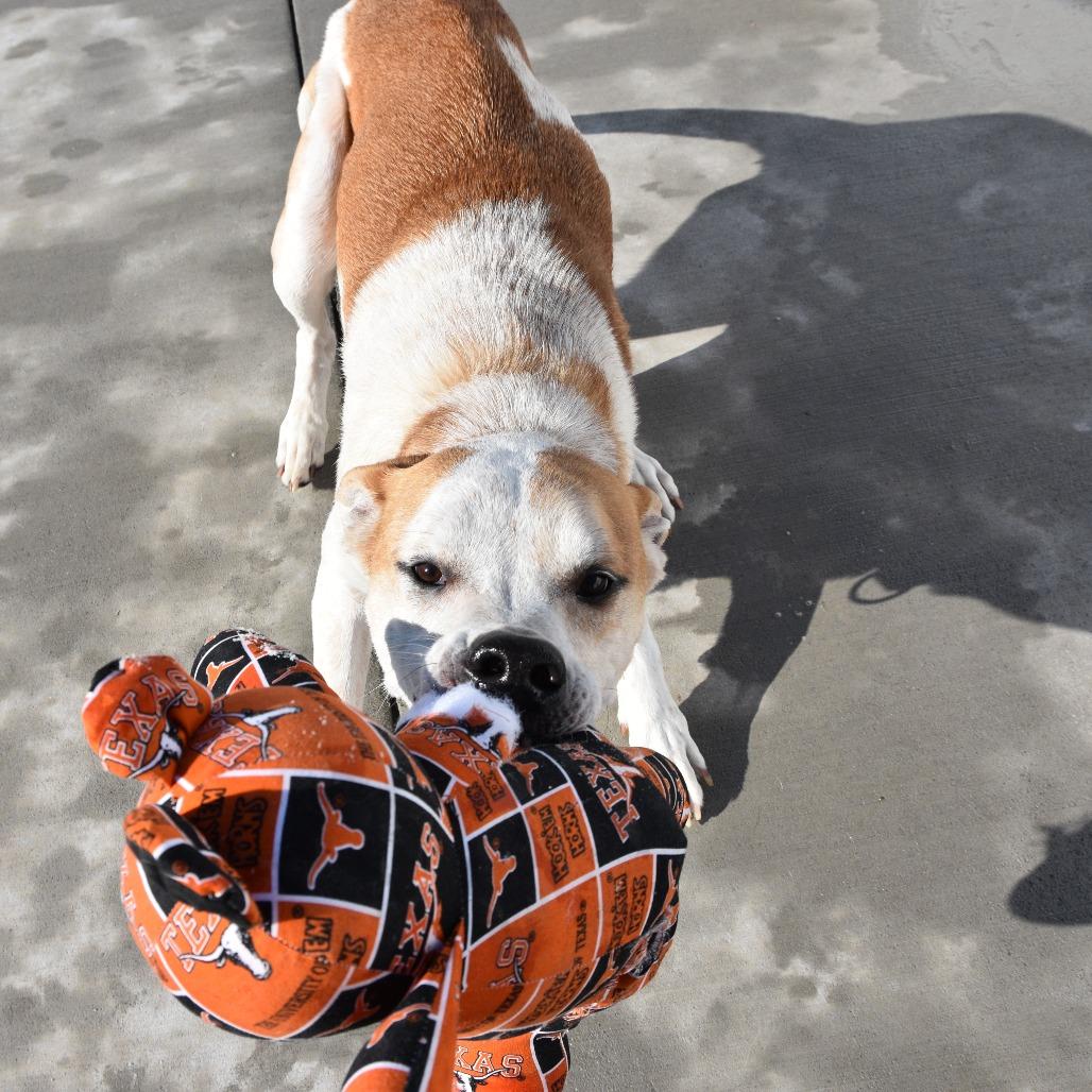 Enlarge Tony, a Adoptable Hound in Harrisonburg, VA image 3/6