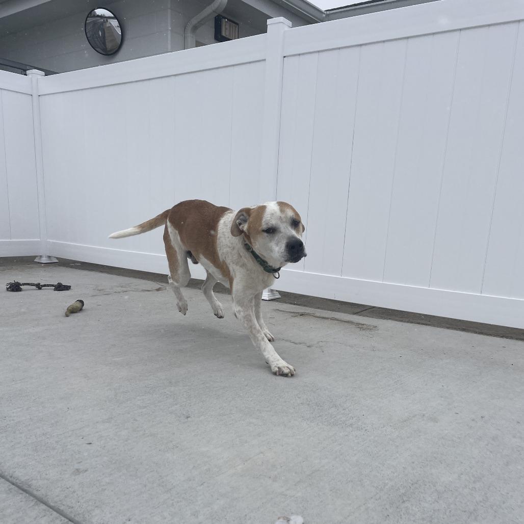 Enlarge Tony, a Adoptable Hound in Harrisonburg, VA image 4/6