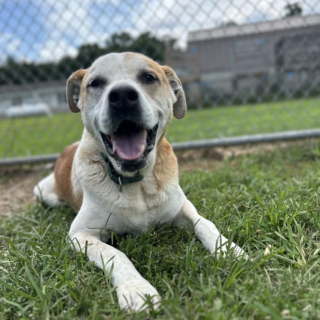 Enlarge Tony, a Adoptable Hound in Harrisonburg, VA image 6/6